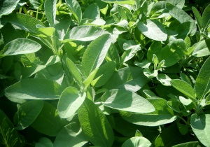 Salbei - Salvia officinalis L. Salbei - Salvia officinalis L.