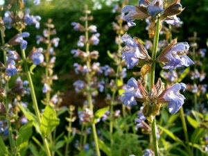Salbei - Salvia officinalis L. Salbei - Salvia officinalis L.