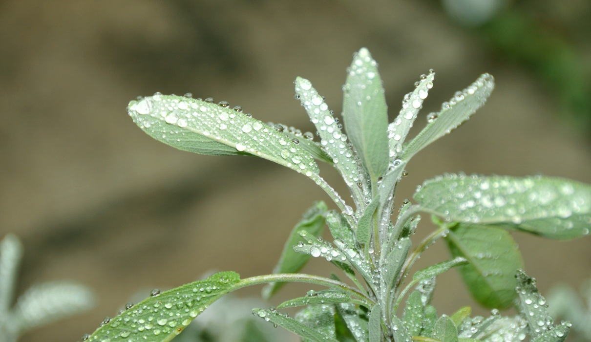 Salbei - Salvia officinalis L. Salbei - Salvia officinalis L.