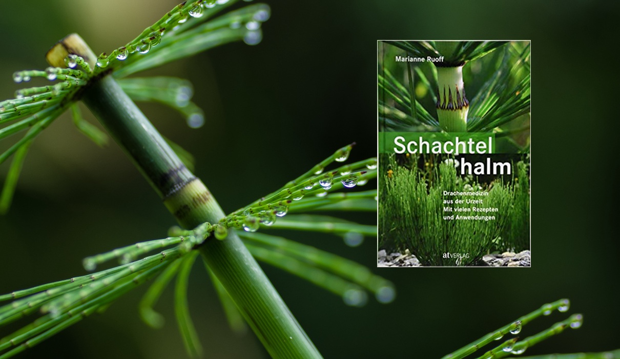 Schachtelhalm: Drachenmedizin aus der Urzeit. Mit vielen Rezepten und Anwendungen. Mit einem Vorwort von Wolf-Dieter Storl Schachtelhalm: Drachenmedizin aus der Urzeit. Mit vielen Rezepten und Anwendungen. Mit einem Vorwort von Wolf-Dieter Storl