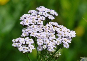 Schafgarbe (Achillea millefolium) Schafgarbe (Achillea millefolium)