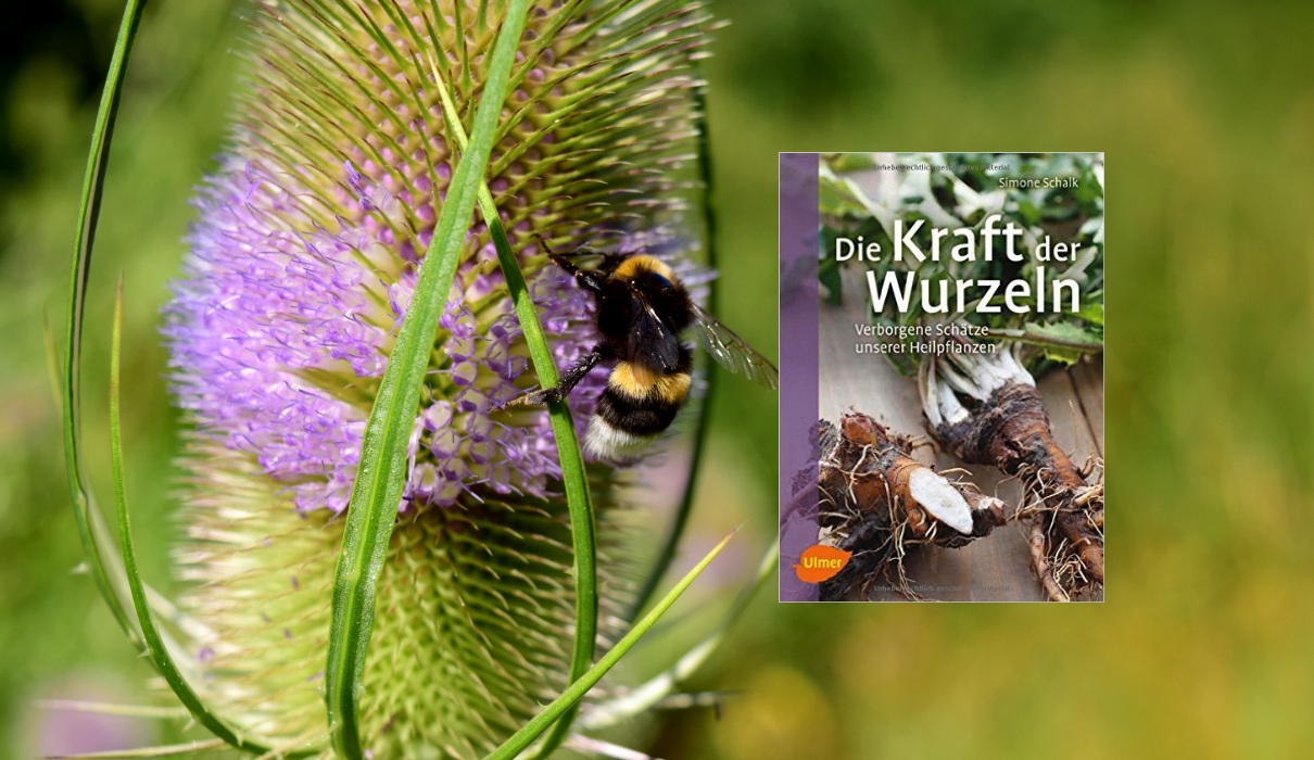 Die Kraft der Wurzeln Die Kraft der Wurzeln
