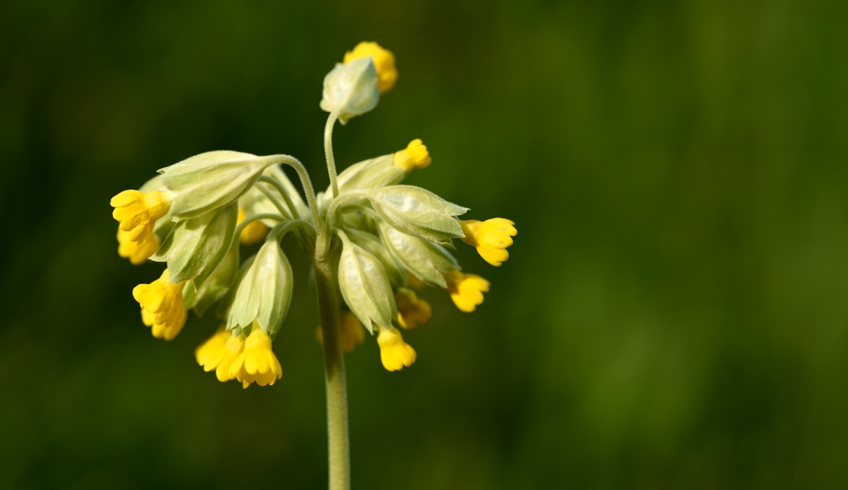 Schlüsselblume - Balsam für die Atemwege