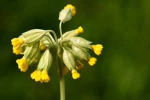 Schlüsselblume (Primula veris Linné oder Primula officinalis (L.) Hill)