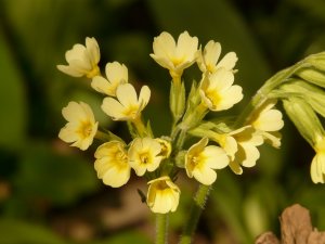 Schlüsselblume (Primula veris)