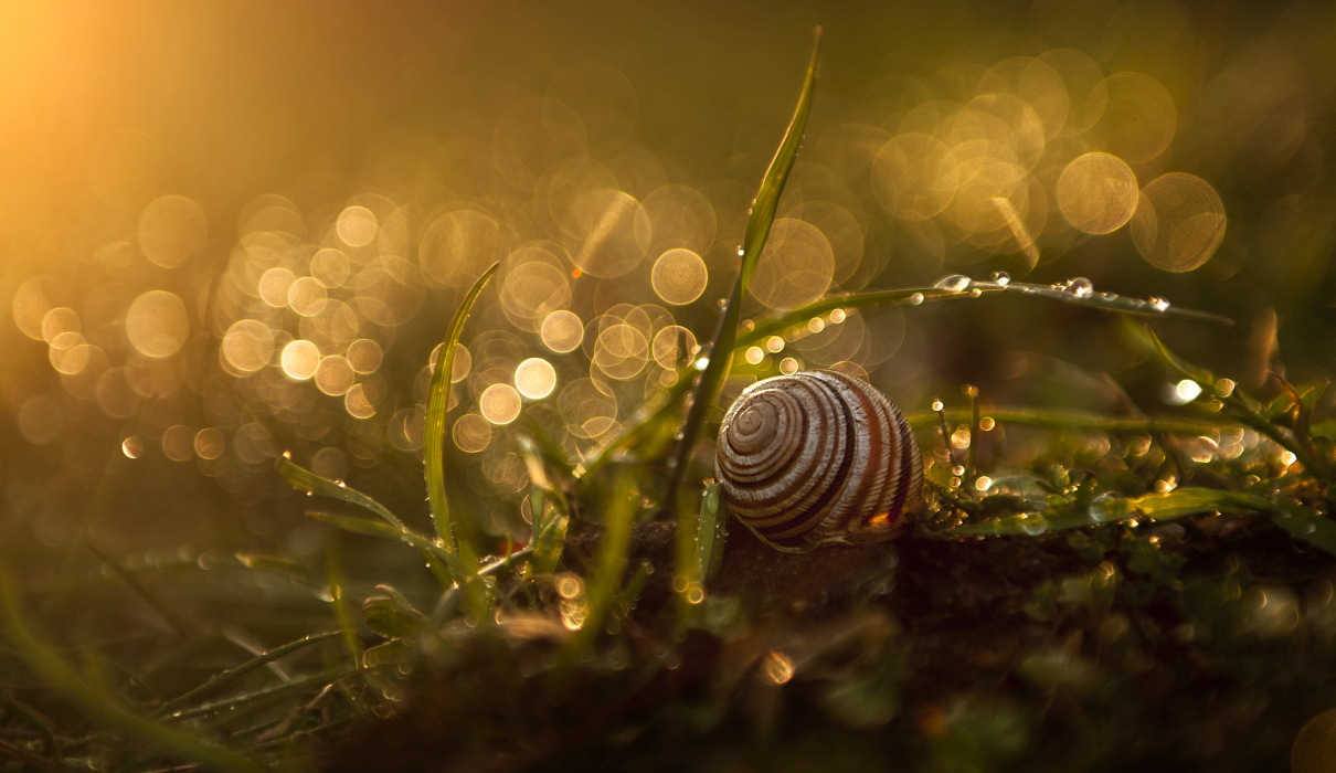 Mann stirbt 8 Jahre nach dem Verschlucken einer lebenden Schnecke