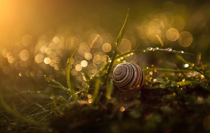 Schnecke Schnecke
