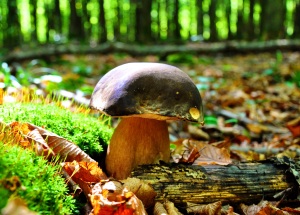 Steinpilze in Sahnesoße Steinpilze in Sahnesoße