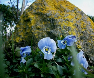 Stiefmütterchen - Viola tricolor L.