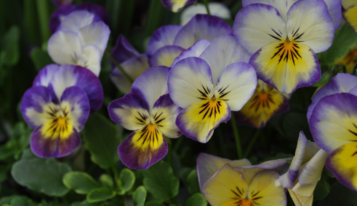 Stiefmutterchen Heilpflanze Viola Tricolor L Forum Naturheilkunde