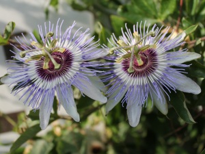 Passionsblume Passionsblume