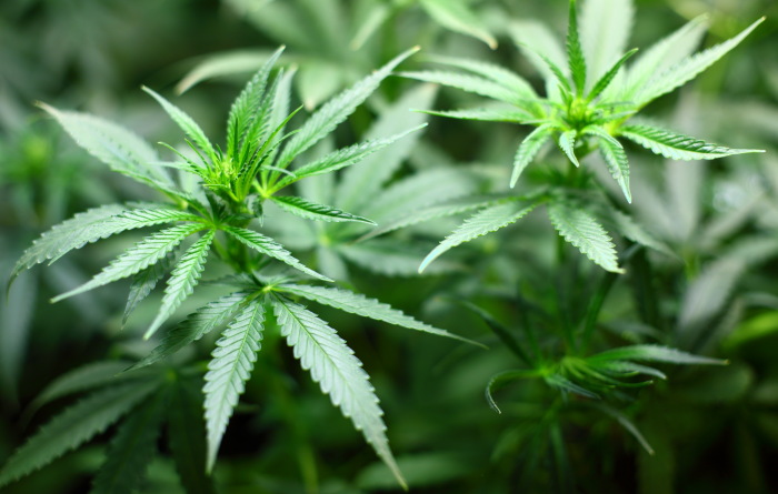 Cannabis – Wirkung versus Nebenwirkung Cannabis – Wirkung versus Nebenwirkung