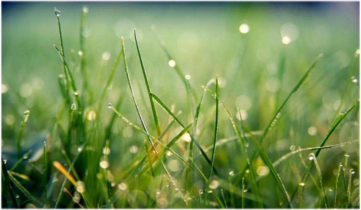 Heuschnupfen lindern mit Tipps aus der Naturheilkunde Heuschnupfen lindern mit Tipps aus der Naturheilkunde
