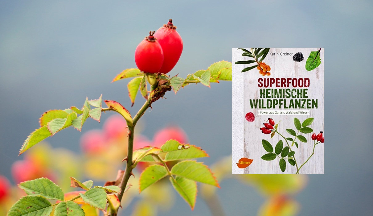 Superfood Heimische Wildpflanzen Superfood Heimische Wildpflanzen