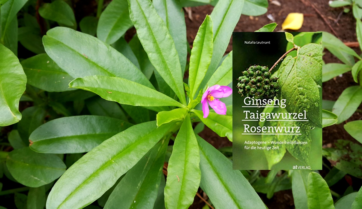 Ginseng, Taigawurzel, Rosenwurz Ginseng, Taigawurzel, Rosenwurz