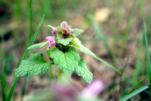 Rote Taubnessel Rote Taubnessel