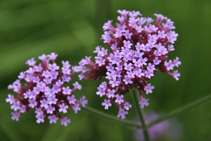 Thymus vulgaris L.