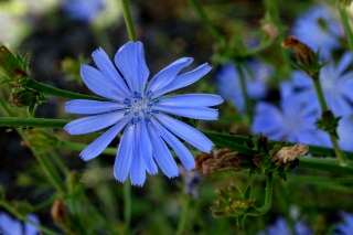 Wegwarte (Cichorium intybus L.)