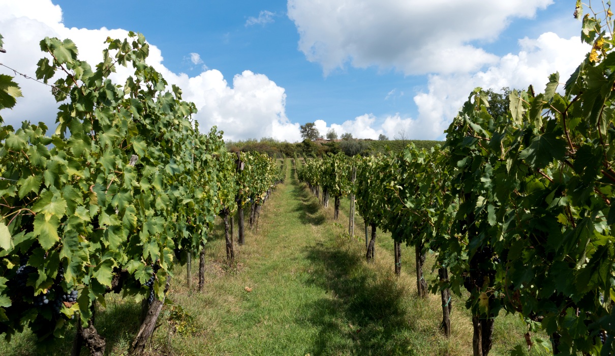 Eine herbstliche Wanderung durch das Fränkische Weinland