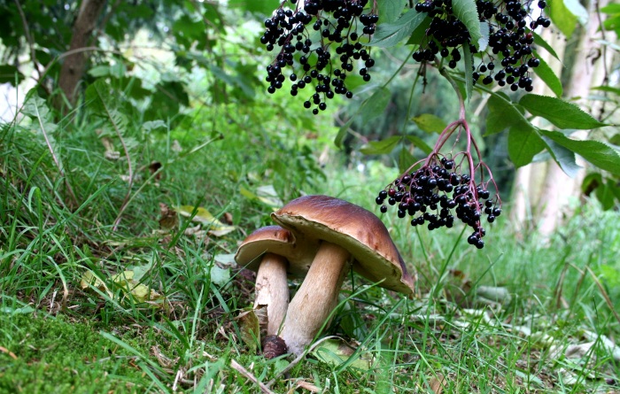 Wildpilze - Kulinarisches aus dem Wald