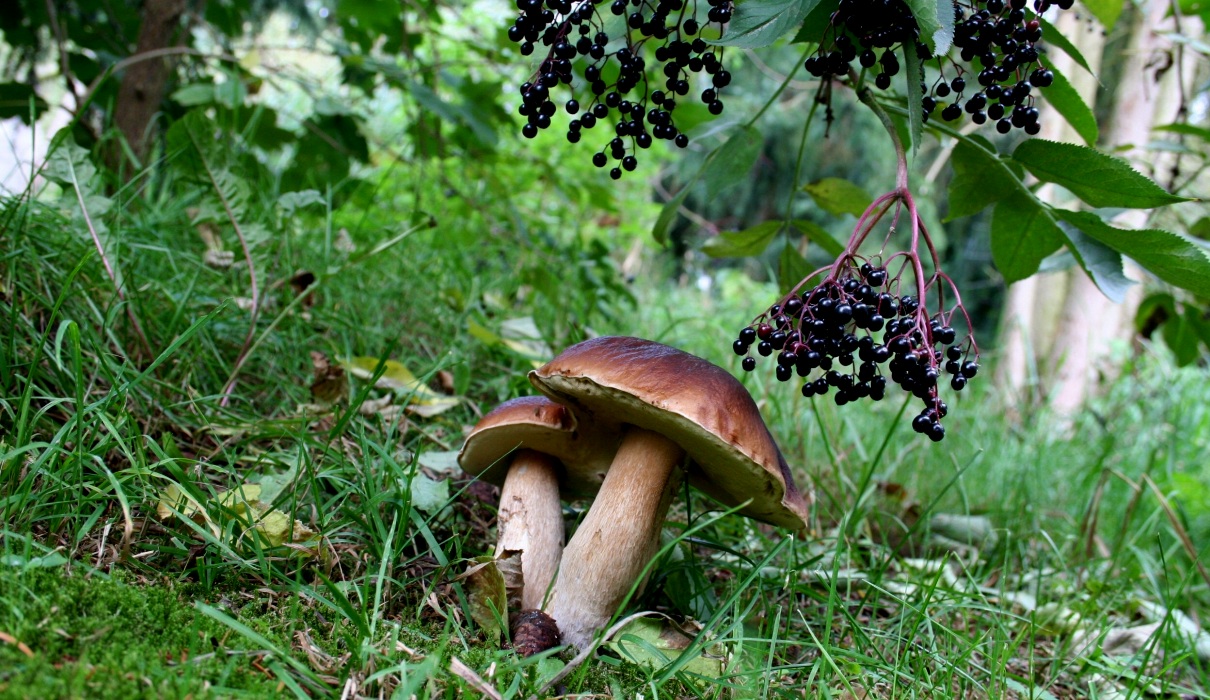 Wildpilze: Kulinarisches aus dem Wald