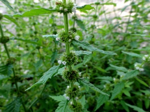 Wolfstrapp - Lycopus europaeus Wolfstrapp - Lycopus europaeus