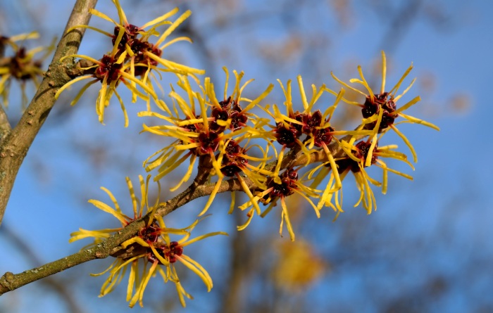 Zaubernuss: Heilpflanze Hamamelis virginia