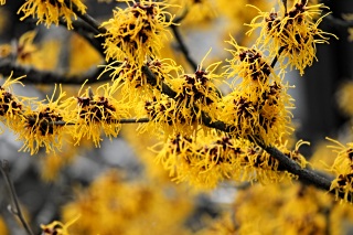 Hamamelis Hamamelis