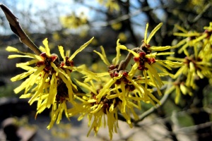 Zaubernuss Zaubernuss
