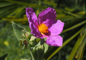 Zistrose (Cistus incanus) Zistrose (Cistus incanus)
