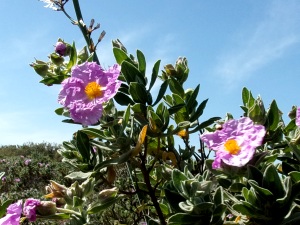 Zistrose Zistrose