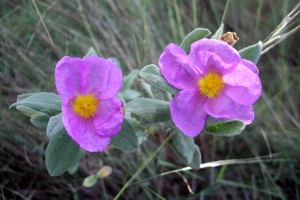 Zistrose Zistrose