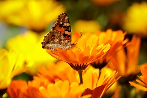 Ringelblume Ringelblume