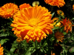 Ringelblume Ringelblume